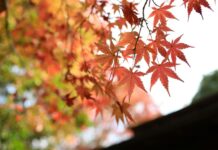 راهنمای کامل سفر پاییزی؛ از انتخاب مقصد تا بستن چمدان راهنمای سفر پاییزی