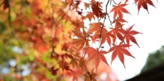 راهنمای کامل سفر پاییزی؛ از انتخاب مقصد تا بستن چمدان راهنمای سفر پاییزی